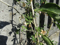 Lycium chinense