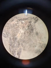 Fusarium tricinctum
