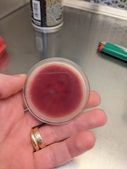 Fusarium tricinctum