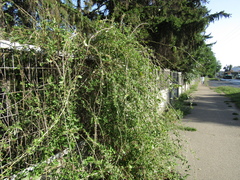 Lycium chinense