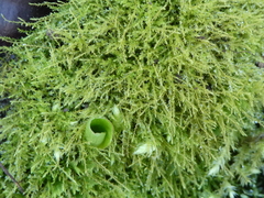 Kindbergia praelonga