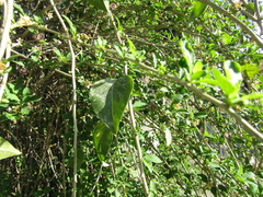 Lycium chinense