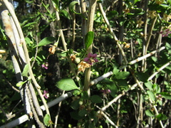 Lycium chinense