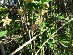 Lycium chinense