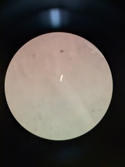 Fusarium citri-sinensis