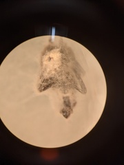 Fusarium citri-sinensis