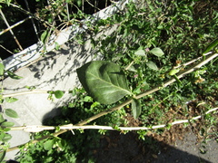 Lycium chinense