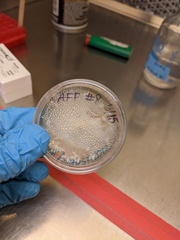 Fusarium citri-sinensis