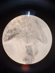 Fusarium citri-sinensis