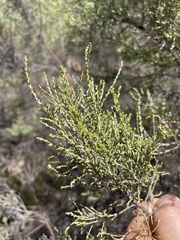 Dicerothamnus
