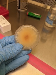 Fusarium citri-sinensis