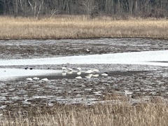 Cygnus columbianus