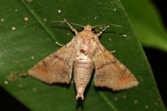 Eutelia polychorda