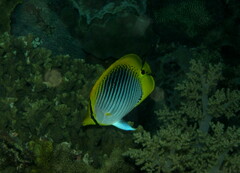 Chaetodon ocellicaudus