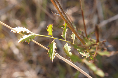 Sanguisorba officinalis
