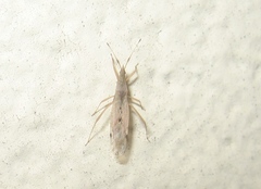 Berytinus
