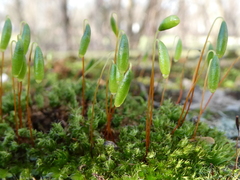 Ptychostomum capillare