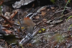 Pomatorhinus musicus