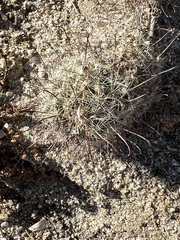 Mammillaria hutchisoniana