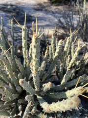 Cylindropuntia tesajo