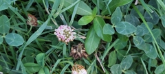Trifolium