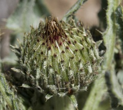 Cirsium cymosum canovirens