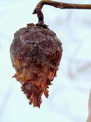 Rabdophaga strobiloides