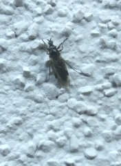 Dilophus febrilis