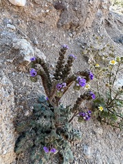 Phacelia crenulata minutiflora