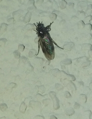 Dilophus febrilis