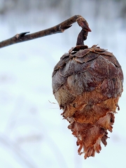 Rabdophaga strobiloides