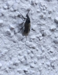 Dilophus febrilis