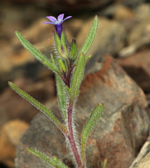Allophyllum gilioides violaceum