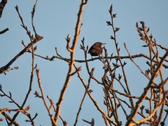 Sturnus vulgaris
