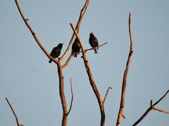 Sturnus vulgaris