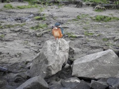 Alcedo atthis
