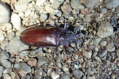 Prioninae