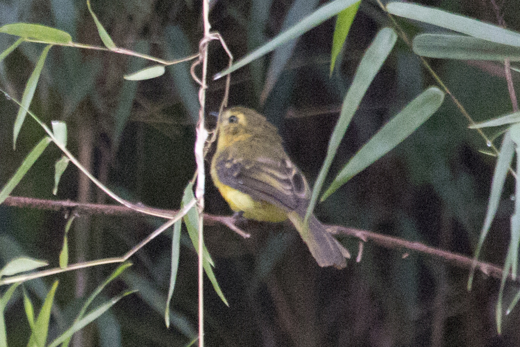 Yellow Tyrannulet