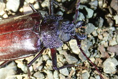 Prioninae