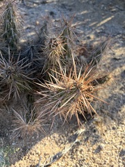 Grusonia kunzei