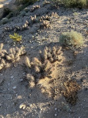 Grusonia kunzei