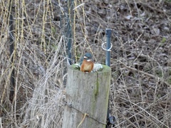 Alcedo atthis