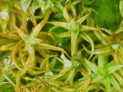 Vinealobryum vineale