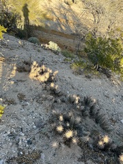 Grusonia kunzei