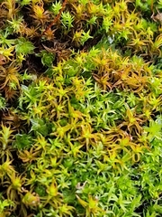 Vinealobryum vineale