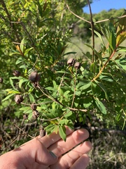 Hypericum canariense