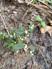 Alternanthera bettzickiana