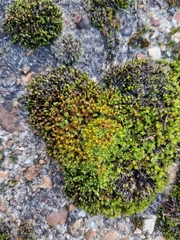 Vinealobryum vineale