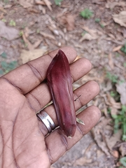 Peltophorum pterocarpum