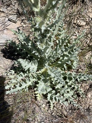 Cirsium cymosum canovirens